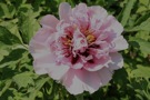 Rosa Lotus; pink lotus